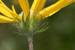 Florida false sunflower